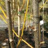 Melia azedarach - White Cedar - Image 6