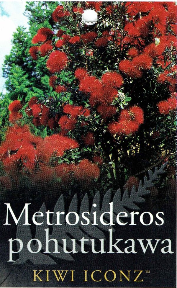 Metrosideros excelsa - Pohutukawa - Image 3