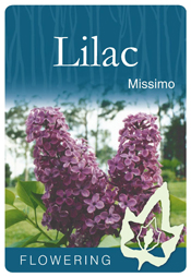 Syringa x hyacinthiflora 'Missimo' - Purple Flowering Lilac