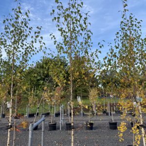 Betula alba 'Moss White'