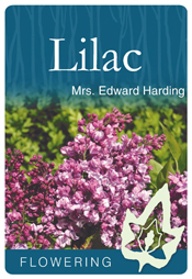 Syringa vulgaris 'Mrs Edward Harding' - Purple Flowering Lilac