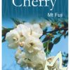 Prunus (Cherry) shirotae 'Mt Fuji' - Image 4
