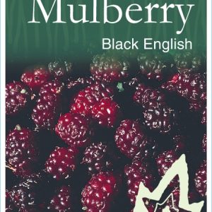 Mulberry – Black English