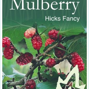 Mulberry - Hicks Fancy