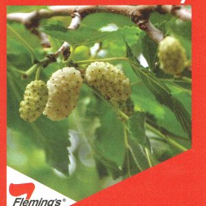 Mulberry - White