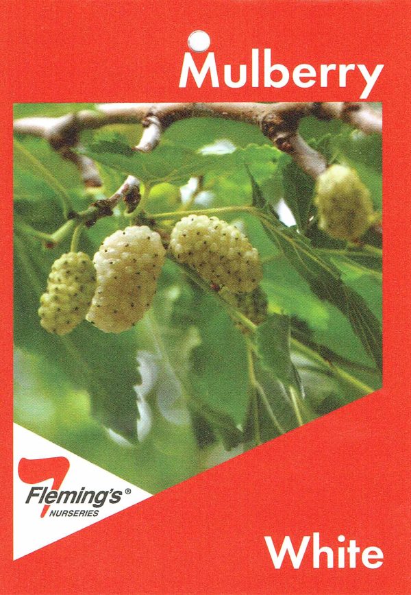 Mulberry - White