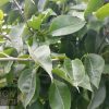 Nashi Pear - 20th Century / Nijisseiki - Image 3