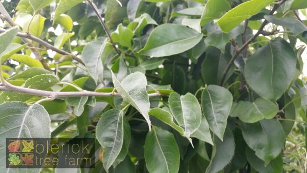 Nashi Pear - 20th Century / Nijisseiki - Image 3