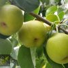 Nashi Pear - 20th Century / Nijisseiki - Image 2