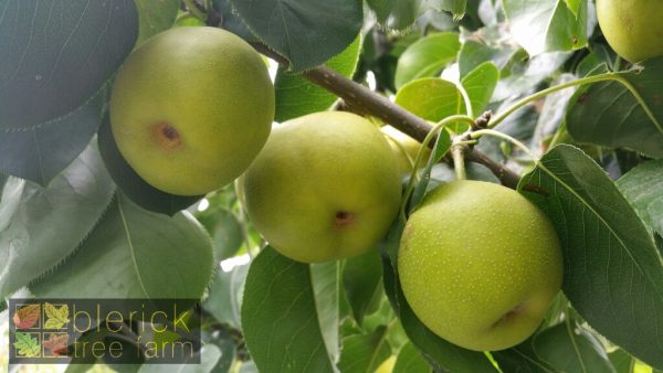 Nashi Pear - 20th Century / Nijisseiki - Image 2