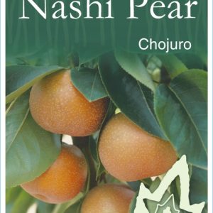 Nashi Pear – Chojuro