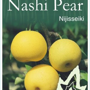 Nashi Pear - 20th Century / Nijisseiki
