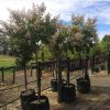 Lagerstroemia indica x faurei - Natchez