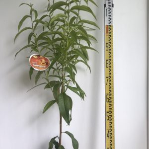Nectarine – Flavortop DWARF