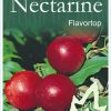 Nectarine – Flavortop DWARF - Image 2