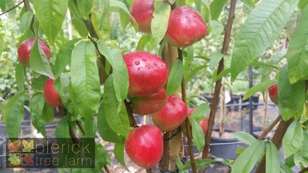Nectarine – Goldmine - Image 2