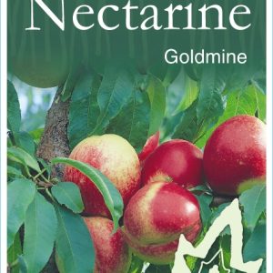 Nectarine – Goldmine