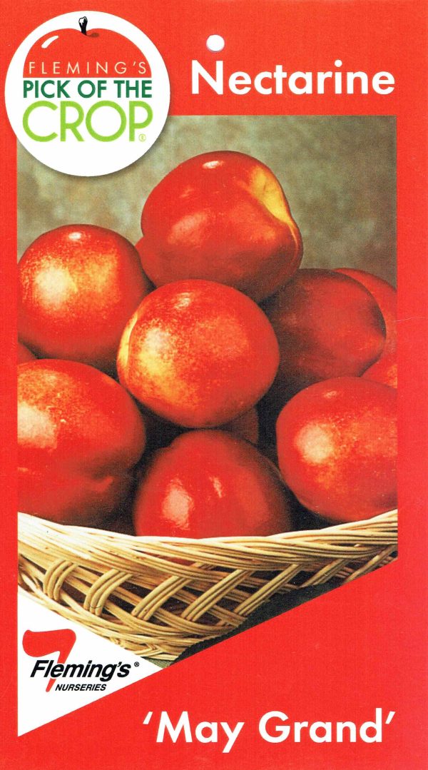 Nectarine - May Grand