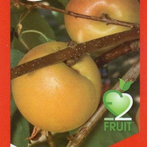 New Generation Fruit - Cot N Candy