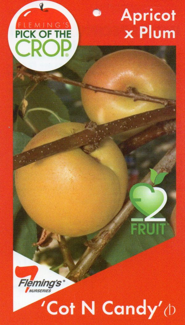 New Generation Fruit - Cot N Candy