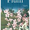 Prunus cerasifera Nigra - Pink Flowering Plum - Image 2