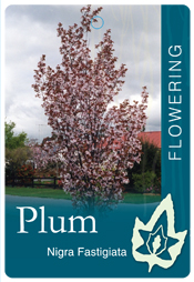 Prunus cerasifera Nigra Fastigiata- Pink Flowering Plum