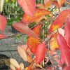 Nyssa sylvatica - Black Tupelo