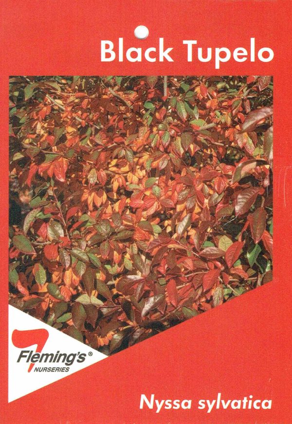 Nyssa sylvatica - Black Tupelo - Image 2