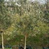 Olive - Manzanillo - Image 2