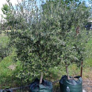 Olive - Paragon / Frantoio