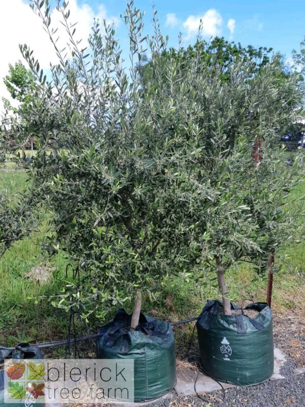 Olive - Paragon / Frantoio