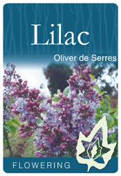 Syringa vulgaris 'Oliver de Serres' - Blue Flowering Lilac