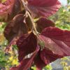 Parrotia persica - Persian Witchhazel - Image 2