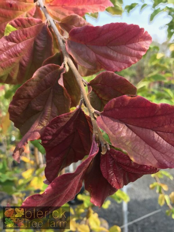 Parrotia persica - Persian Witchhazel - Image 2