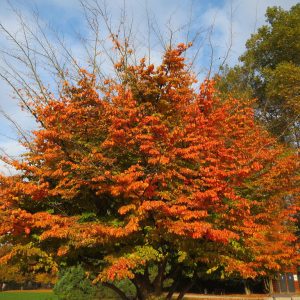 Parrotia persica - Persian Witchhazel
