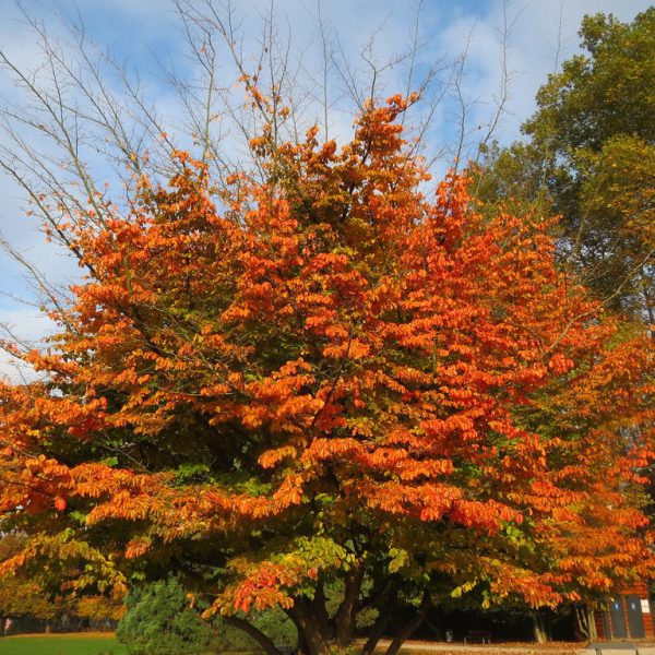 Parrotia persica - Persian Witchhazel