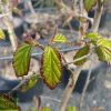 Parrotia persica - Persian Witchhazel - Image 3