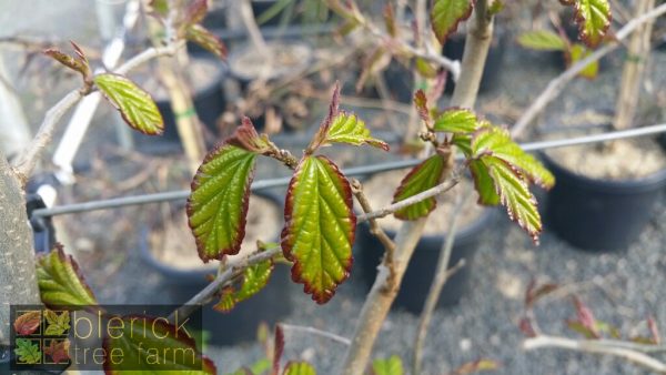 Parrotia persica - Persian Witchhazel - Image 3