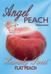 Peach – Angel
