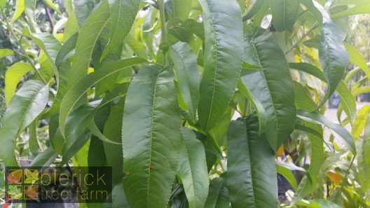 crimson rocket peach