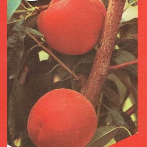Peach - Double Jewel®