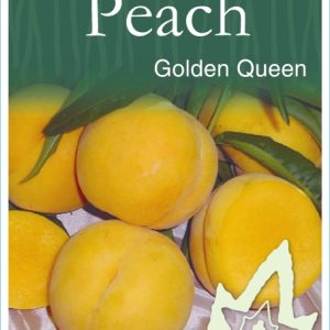 Peach – Golden Queen