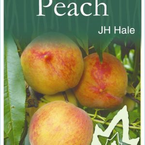 Peach – J H Hale