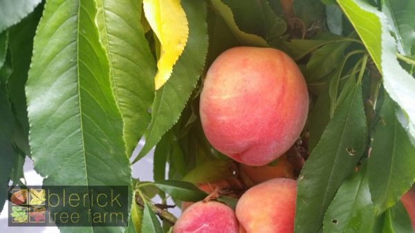 Peach - Pixzee