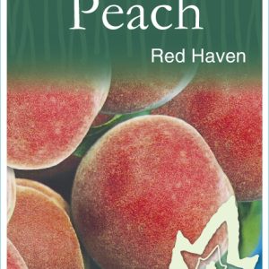 Peach – Red Haven