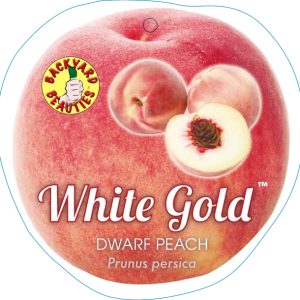 Peach – White Gold