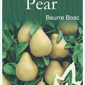 Pear - Beurre Bosc