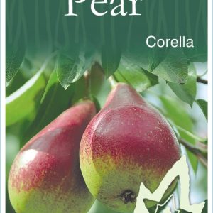 Pear – Corella