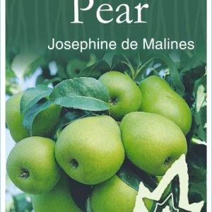 Pear - Josephine de Malines / Josephine