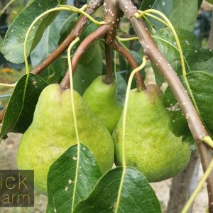 Pear - Packhams Triumph